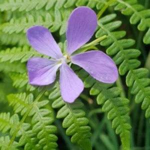 Photographie n°2226998 du taxon Viola cornuta L. [1763]