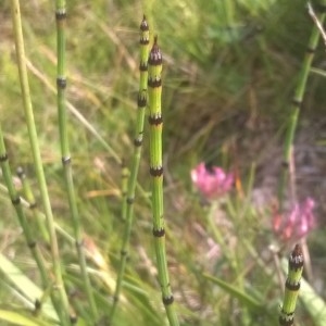 Photographie n°2227000 du taxon Equisetum variegatum Schleich. [1797]