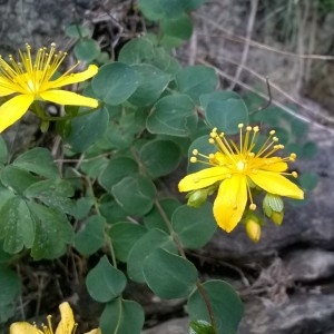 Photographie n°2227001 du taxon Hypericum nummularium L. [1753]