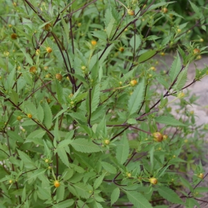 Photographie n°2227012 du taxon Bidens tripartita L. [1753]