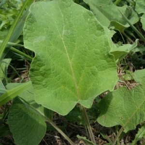 Photographie n°2227016 du taxon Arctium lappa L. [1753]