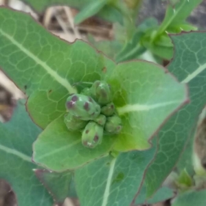 Photographie n°2227017 du taxon Lactuca serriola L. [1756]