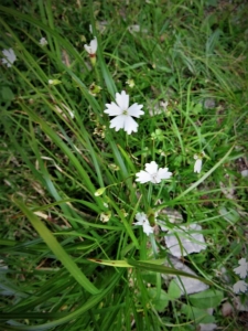 Belloni PAOLO, le 31 juillet 2018