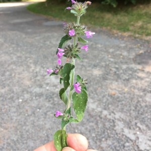 Photographie n°2227031 du taxon Clinopodium vulgare L.