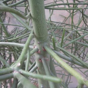 Euphorbia tirucalli L. (Esqueleto)