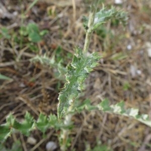 Photographie n°2227083 du taxon Echinops ritro L. [1753]