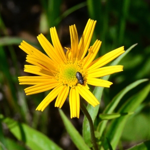 Photographie n°2227118 du taxon Buphthalmum salicifolium L. [1753]