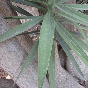 Photographie n°2227142 du taxon Yucca elephantipes Regel ex Trel. [1902]