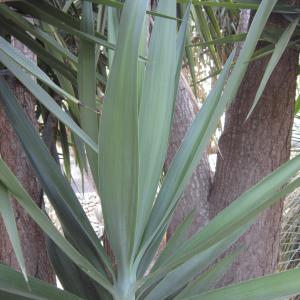 Yucca elephantipes Regel ex Trel.