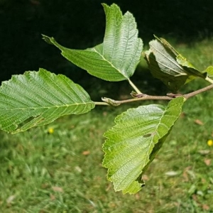 Photographie n°2227161 du taxon Alnus incana (L.) Moench [1794]