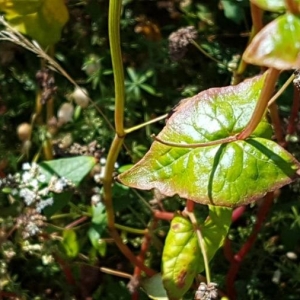 Photographie n°2227162 du taxon Fagopyrum esculentum Moench [1794]
