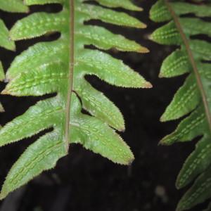 Woodwardia radicans (L.) Sm. (Woodwardia)