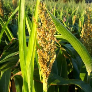 Photographie n°2227191 du taxon Sorghum bicolor (L.) Moench [1794]