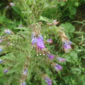 Photographie n°2227230 du taxon Echium vulgare L. [1753]