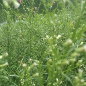 Photographie n°2227239 du taxon Erigeron canadensis L. [1753]