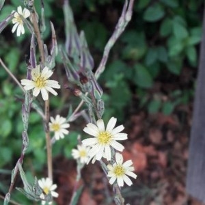 Photographie n°2227253 du taxon Lactuca serriola L. [1756]