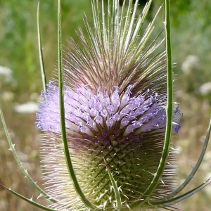 Photographie n°2227257 du taxon Dipsacus fullonum L. [1753]