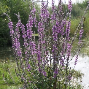 Photographie n°2227260 du taxon Lythrum salicaria L.