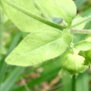 Photographie n°2227326 du taxon Silene baccifera (L.) Roth [1788]