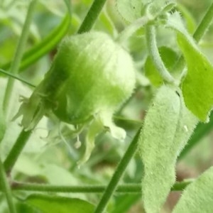 Photographie n°2227327 du taxon Silene baccifera (L.) Roth [1788]