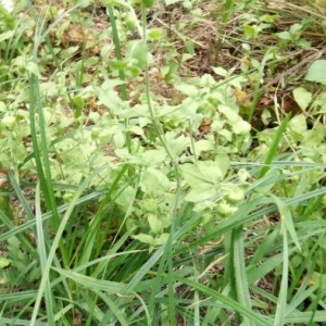 Photographie n°2227328 du taxon Silene baccifera (L.) Roth [1788]