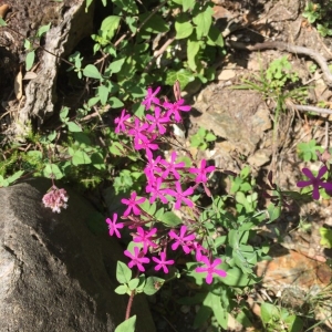 Photographie n°2227349 du taxon Atocion armeria (L.) Raf. [1840]