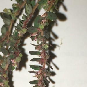Photographie n°2227388 du taxon Euphorbia maculata L. [1753]