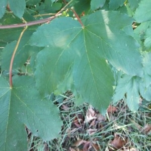 Photographie n°2227419 du taxon Acer pseudoplatanus L. [1753]