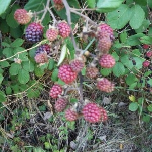 Photographie n°2227455 du taxon Rubus ulmifolius Schott [1818]