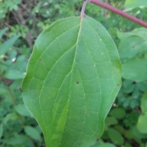 Photographie n°2227471 du taxon Cornus sanguinea L. [1753]