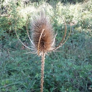 Photographie n°2227490 du taxon Dipsacus fullonum L. [1753]