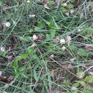 Photographie n°2227501 du taxon Cephalaria leucantha (L.) Schrad. ex Roem. & Schult. [1818]