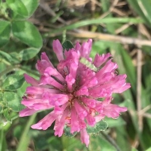 Photographie n°2227516 du taxon Trifolium pratense L. [1753]