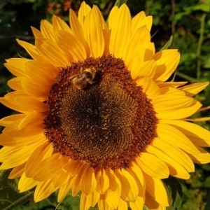 Photographie n°2227527 du taxon Helianthus annuus L. [1753]