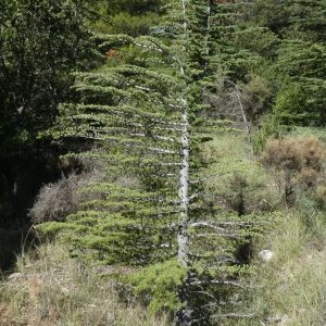 Photographie n°2227554 du taxon Cedrus atlantica (Manetti ex Endl.) Carrière [1855]