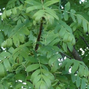 Photographie n°2227571 du taxon Sorbus aucuparia L. [1753]