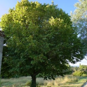 Photographie n°2227573 du taxon Tilia L. [1753]