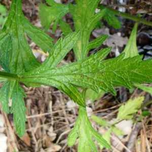 Photographie n°2227600 du taxon Verbena officinalis L. [1753]