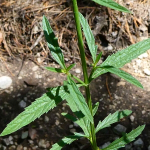 Photographie n°2227601 du taxon Verbena officinalis L. [1753]