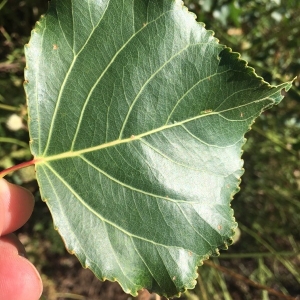 Photographie n°2227607 du taxon Populus nigra L. [1753]