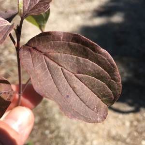 Photographie n°2227611 du taxon Cornus sanguinea L. [1753]