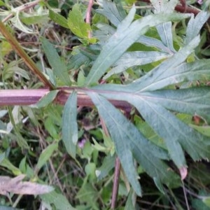 Photographie n°2227658 du taxon Artemisia vulgaris L. [1753]