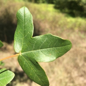 Photographie n°2227708 du taxon Acer monspessulanum L. [1753]