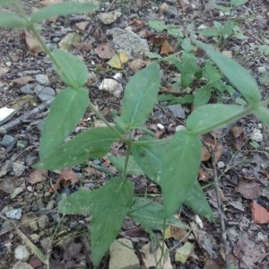 Photographie n°2227720 du taxon Epilobium ciliatum Raf. [1808]