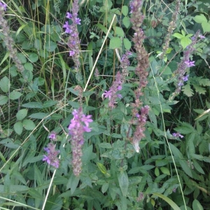 Photographie n°2227736 du taxon Lythrum salicaria L.