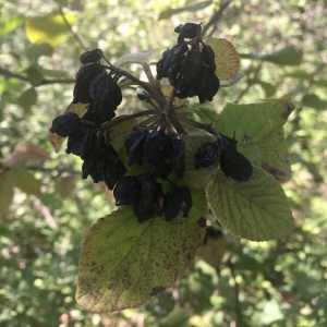 Photographie n°2227770 du taxon Viburnum lantana L. [1753]