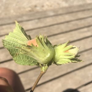 Photographie n°2227774 du taxon Corylus avellana L. [1753]