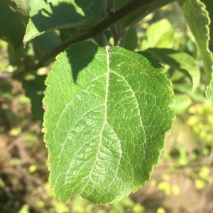 Photographie n°2227775 du taxon Malus domestica Borkh. [1803]