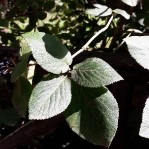 Photographie n°2227787 du taxon Viburnum lantana L. [1753]