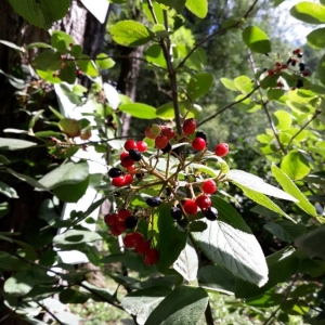 Photographie n°2227788 du taxon Viburnum lantana L. [1753]